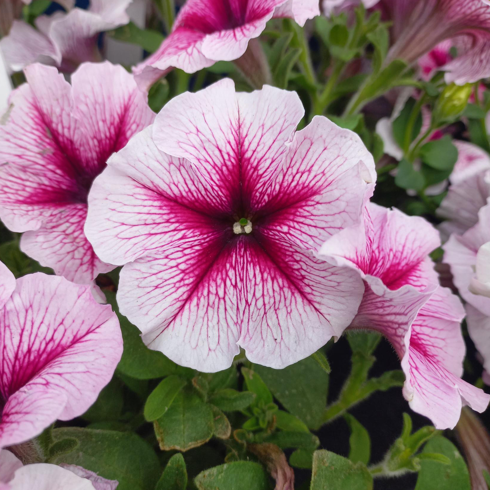 Petunia Designer Starburst Cherry